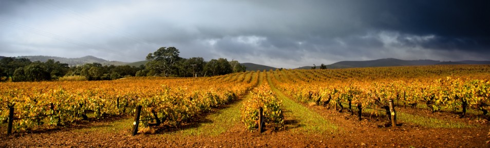 Ursprung des Weinbaus in Südafrika