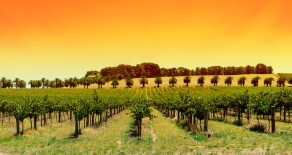 Geschichte des Weinbaus in Australien