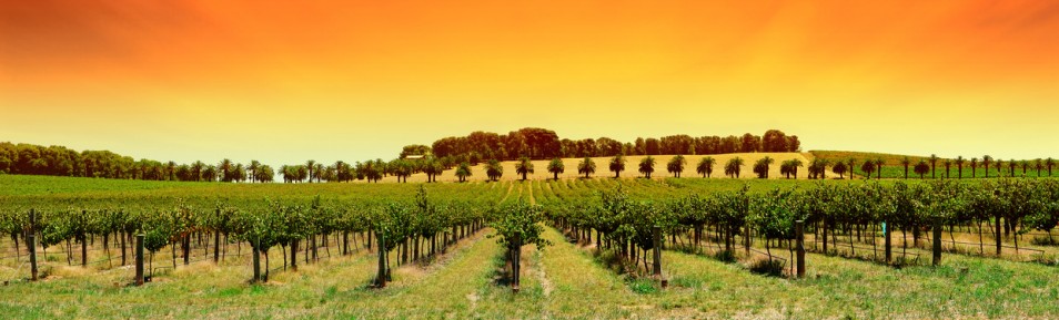 Geschichte des Weinbaus in Australien