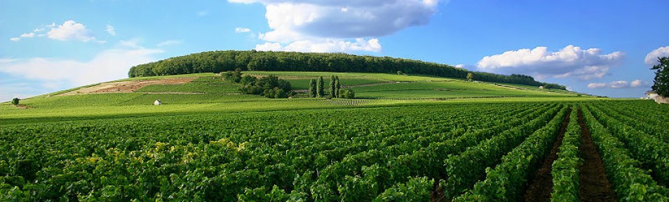 Weinbau in Kalifornien – Die Geschichte