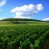 Weinbau in Kalifornien – Die Geschichte