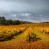 Ursprung des Weinbaus in Südafrika